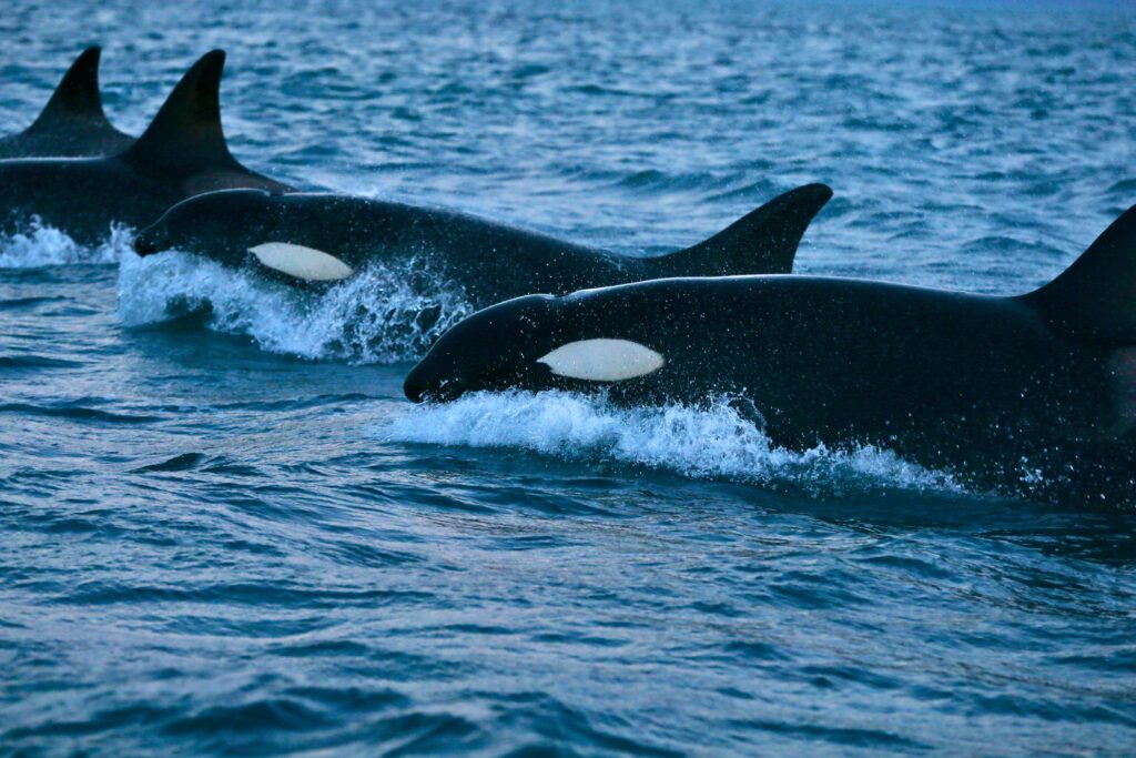 Some killer whales hunt in pairs to maximize their bounty – Science News