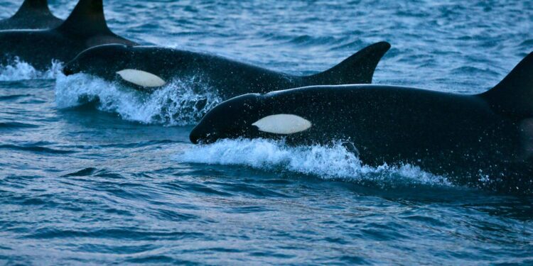 Some killer whales hunt in pairs to maximize their bounty – Science News