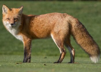 Exclusive | Fox Takes Stake in IndyCar Owner Penske Entertainment – The Wall Street Journal