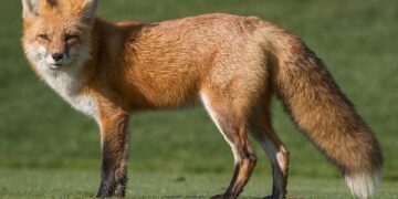 Exclusive | Fox Takes Stake in IndyCar Owner Penske Entertainment – The Wall Street Journal