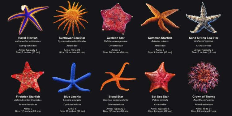 Scientists say they have solved the mystery of what killed more than 5 billion sea stars – Yahoo Home