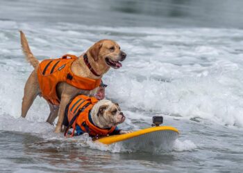 Who’s the top dog? Wave-riding canines compete in the World Dog Surfing Championships – NPR