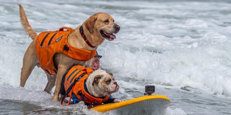 Who’s the top dog? Wave-riding canines compete in the World Dog Surfing Championships – NPR