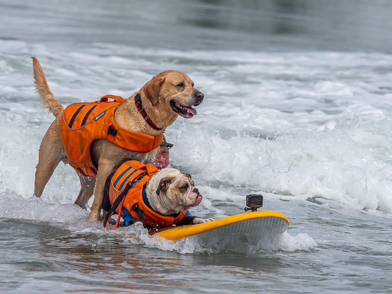 Who’s the top dog? Wave-riding canines compete in the World Dog Surfing Championships – NPR
