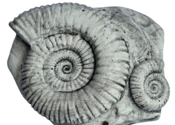 Scientists reexamine 47-year-old fossil and discover a new Jurassic sea monster – ScienceDaily