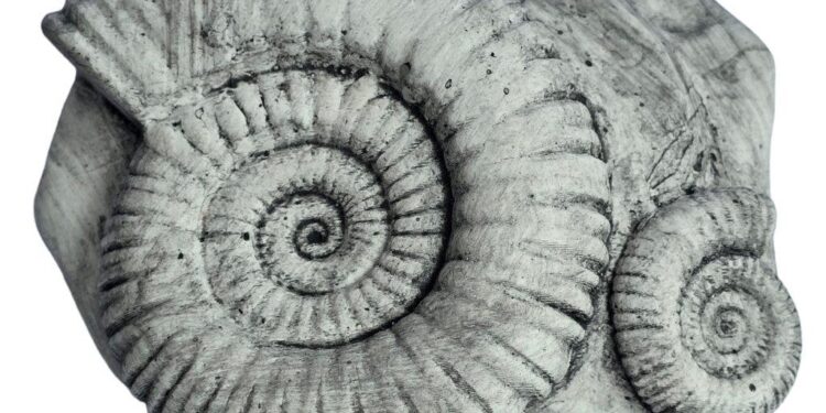 Scientists reexamine 47-year-old fossil and discover a new Jurassic sea monster – ScienceDaily