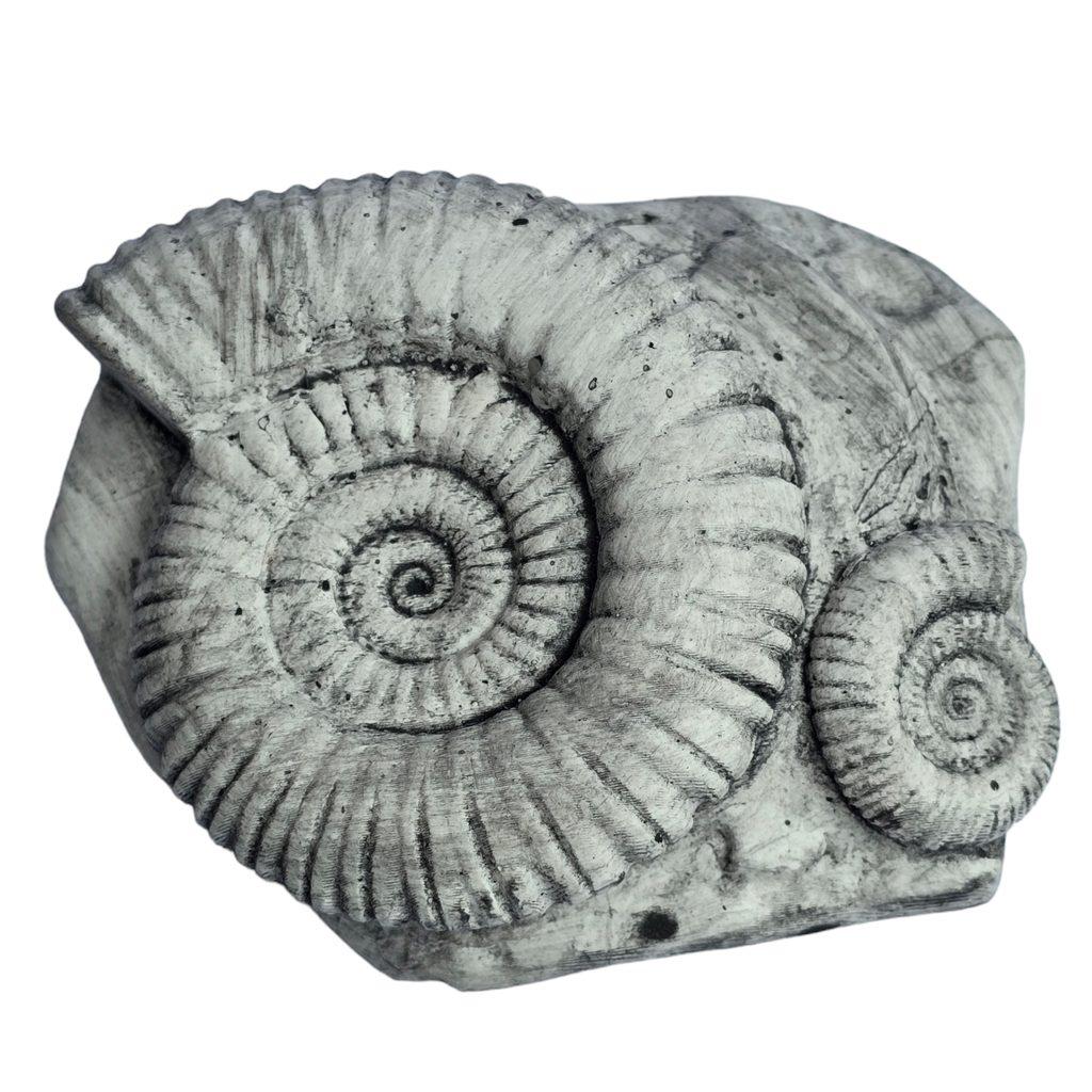 Scientists reexamine 47-year-old fossil and discover a new Jurassic sea monster – ScienceDaily