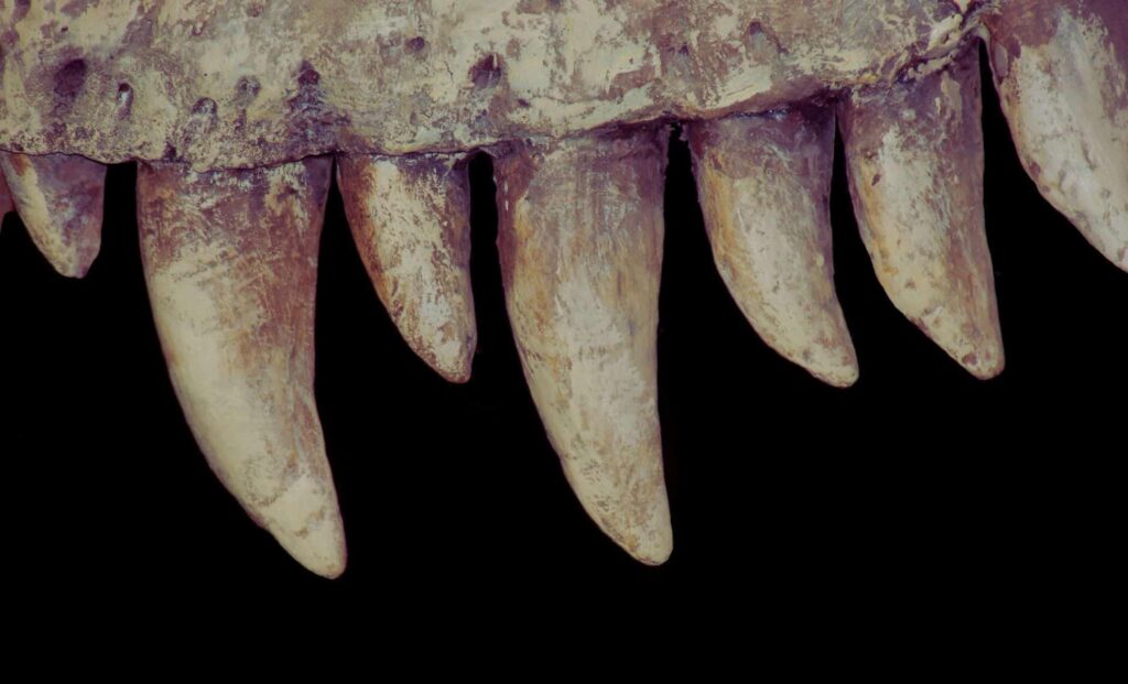 Prehistoric Air Has Been Reconstructed From Dinosaur Teeth in an Amazing First – ScienceAlert