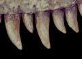 Prehistoric Air Has Been Reconstructed From Dinosaur Teeth in an Amazing First – ScienceAlert