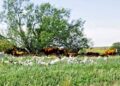 Maximizing pasture potential, the science behind multi-species grazing – Beef Magazine