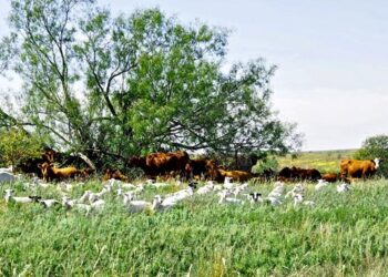 Maximizing pasture potential, the science behind multi-species grazing – Beef Magazine