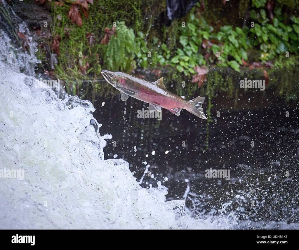 Petersburg youth explore Coho Creek for science education – Petersburg Pilot