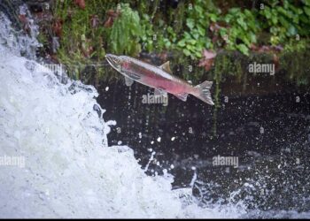 Petersburg youth explore Coho Creek for science education – Petersburg Pilot