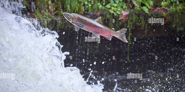 Petersburg youth explore Coho Creek for science education – Petersburg Pilot