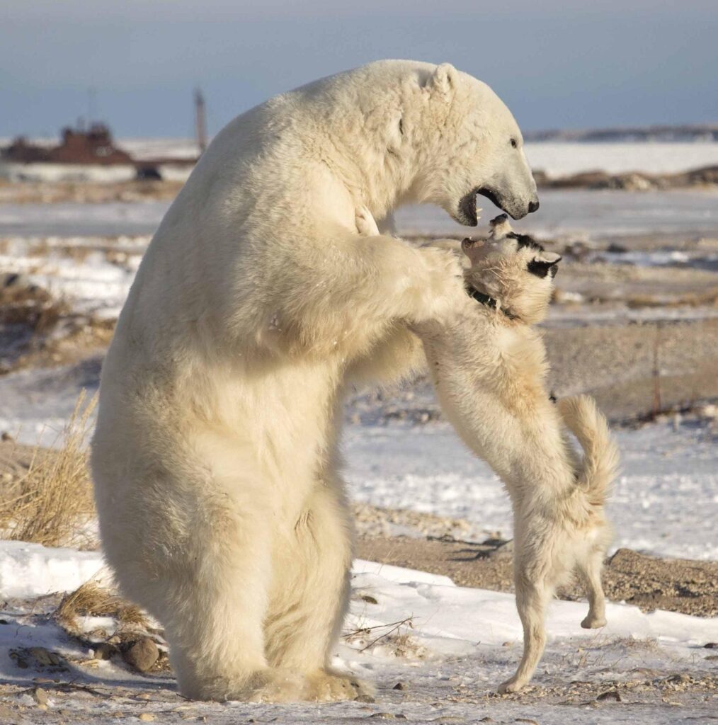 Icing‐related injuries in polar bears (Ursus maritimus) at high latitudes – Laidre – 2024 – Ecology – ESA Journals