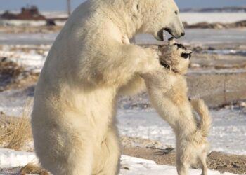 Icing‐related injuries in polar bears (Ursus maritimus) at high latitudes – Laidre – 2024 – Ecology – ESA Journals