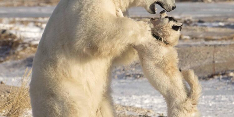 Icing‐related injuries in polar bears (Ursus maritimus) at high latitudes – Laidre – 2024 – Ecology – ESA Journals