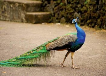 Peacock’s Biggest Action Show Streams 2 New Episodes Sooner Than You Think – yahoo.com