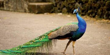 Peacock’s Biggest Action Show Streams 2 New Episodes Sooner Than You Think – yahoo.com