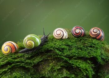 Stunning snails to ice mummy tattoos: Ten of the best science pictures of the week – BBC