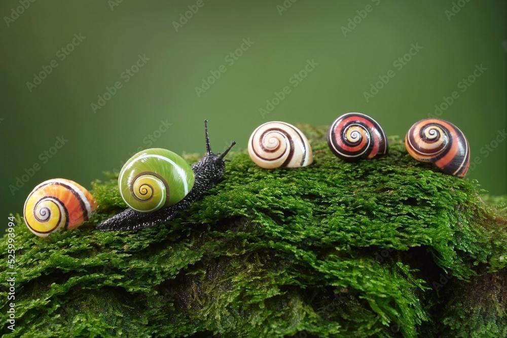 Stunning snails to ice mummy tattoos: Ten of the best science pictures of the week – BBC