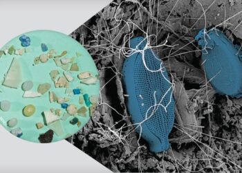 Plastisphere provides a unique ecological niche for microorganisms in Zostera marina seagrass meadows – Nature