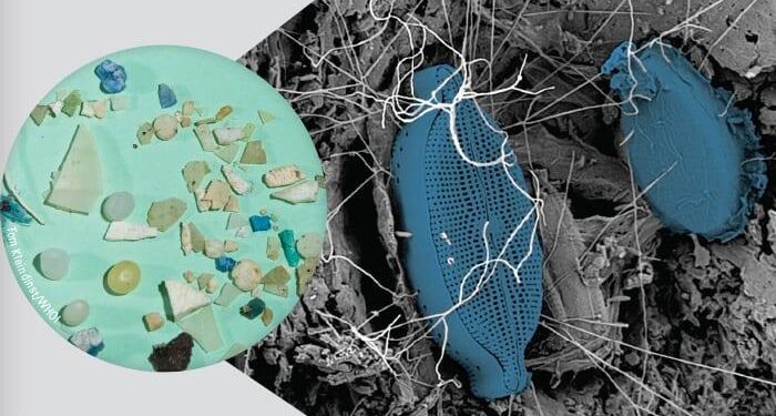 Plastisphere provides a unique ecological niche for microorganisms in Zostera marina seagrass meadows – Nature