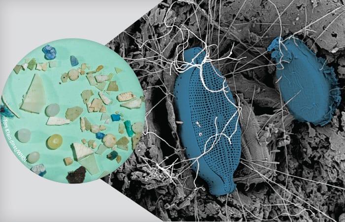 Plastisphere provides a unique ecological niche for microorganisms in Zostera marina seagrass meadows – Nature