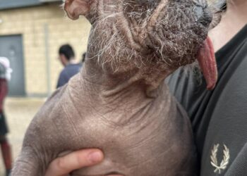 Meet the winner of 2025’s World’s Ugliest Dog Contest – CNN