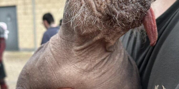 Meet the winner of 2025’s World’s Ugliest Dog Contest – CNN