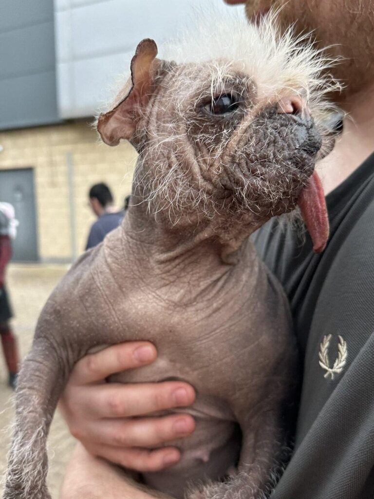 Meet the winner of 2025’s World’s Ugliest Dog Contest – CNN