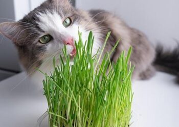 Why do cats and dogs eat grass? – Live Science