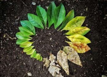 Cyclic Living: Aligning Your Lifestyle With Your Hormones – The Indian Express