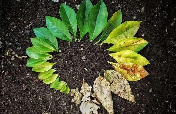 Cyclic Living: Aligning Your Lifestyle With Your Hormones – The Indian Express