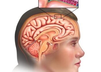 Scientists discover brain layers that get stronger with age – ScienceDaily