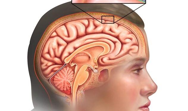 Scientists discover brain layers that get stronger with age – ScienceDaily