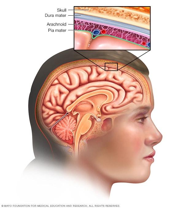 Scientists discover brain layers that get stronger with age – ScienceDaily