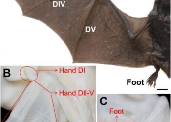 Comparative single-cell analyses reveal evolutionary repurposing of a conserved gene programme in bat wing development – Nature