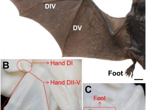 Comparative single-cell analyses reveal evolutionary repurposing of a conserved gene programme in bat wing development – Nature