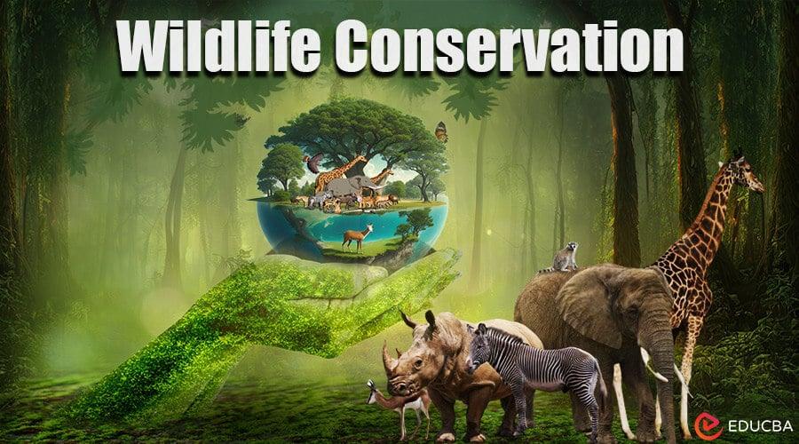 Animal ecology major renamed wildlife and fisheries conservation and ecology – Iowa State University