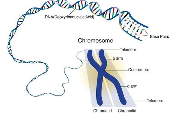Can We Prevent Aging? Eric Topol on Genes, Lifestyle, and AI in Healthcare – Skeptic
