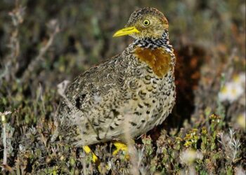 Critically endangered plains-wanderer found in unfamiliar territory – EurekAlert!