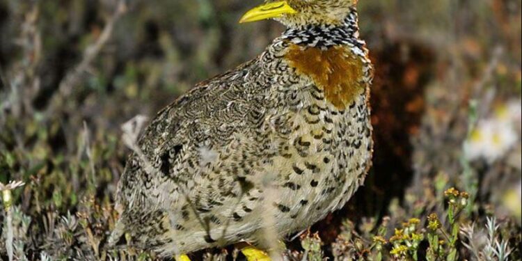 Critically endangered plains-wanderer found in unfamiliar territory – EurekAlert!