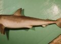 Sliteye shark discovered in remote Indian Ocean — First-ever sighting in Chagos Archipelago – EurekAlert!