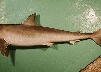 Sliteye shark discovered in remote Indian Ocean — First-ever sighting in Chagos Archipelago – EurekAlert!