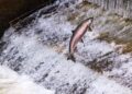 Salmon and steelhead extinction threshold science, and the ocean fish of northeast Oregon – Idaho Capital Sun