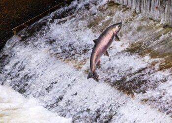Salmon and steelhead extinction threshold science, and the ocean fish of northeast Oregon – Idaho Capital Sun