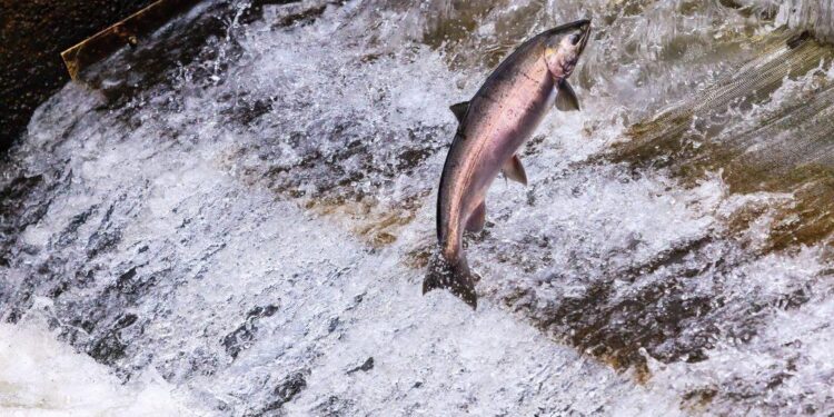 Salmon and steelhead extinction threshold science, and the ocean fish of northeast Oregon – Idaho Capital Sun