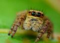 Female Jumping Spiders Of Two Species Prefer The Sexy Red Males Of One, Leading To Hybridization – IFLScience