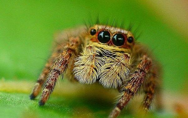Female Jumping Spiders Of Two Species Prefer The Sexy Red Males Of One, Leading To Hybridization – IFLScience